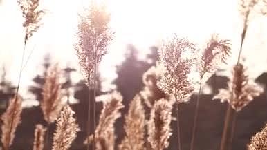 4K实拍逆光下的芦苇夕阳下的芦苇视频的预览图